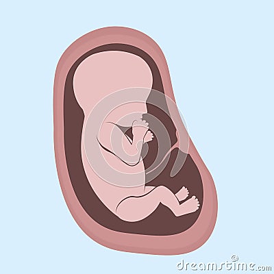 The embryo in the womb. A child in the stomach of a pregnant woman Cartoon Illustration