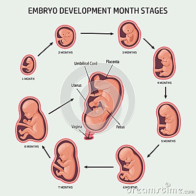 Embryo in the womb, set. Development and growth of the fetus at different stages of pregnancy Vector Illustration