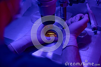 Embryologist checking state of embryos in petri dish Stock Photo