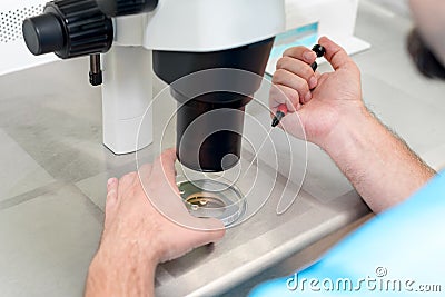 Embryologist or lab technician adjusting needle to fertilize a human egg under the microscope. Doctor adding sperm to egg using mi Stock Photo