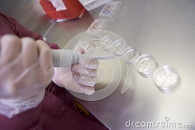 Embryologist preparing cultures Stock Photo