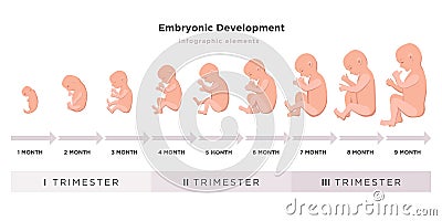 Embryonic development month by month cycle from 1 to 9 month to birth with embryo icons on trimesters medical Vector Illustration