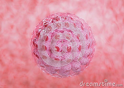 Embryonic human cell development isolated in the uterus. 3d illustration Stock Photo