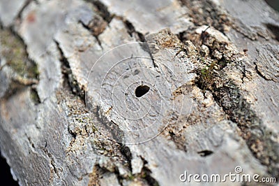 Emerald Ash Borer Exit Hole Stock Photo