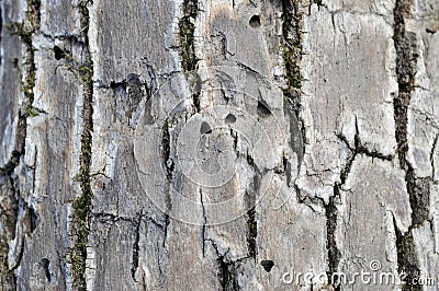 Emerald Ash Borer Exit Holes Stock Photo