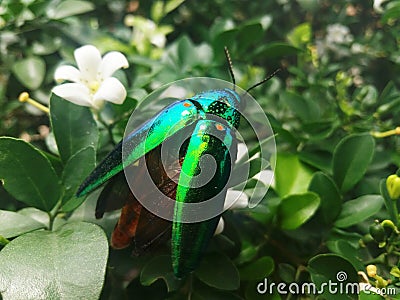 Emerald beetle perched on my tree, its spreading wings Stock Photo