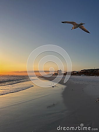 Emerald Coast Florida golden sunset with seagull inflight Stock Photo