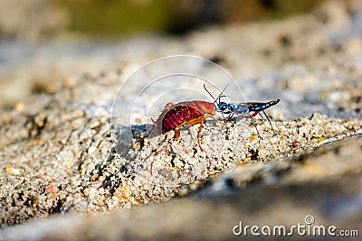 Emerald cockroach wasp Stock Photo