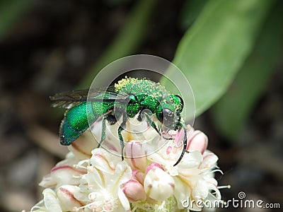Emerald Cuckoo Wasp Covered in Pollen from Cushion Buckwheat Stock Photo