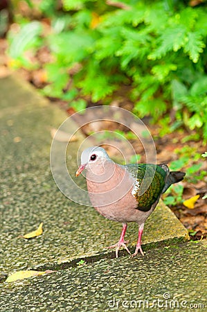 Emerald Dove Portrait Stock Photo