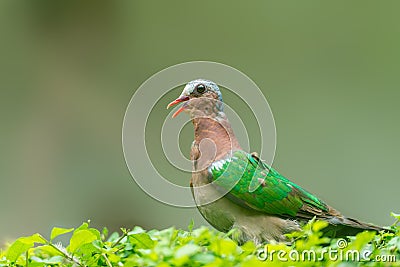 Emerald dove Stock Photo