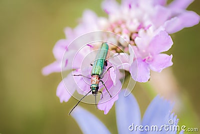 Emerald green beetle, spanish fly, Lytta vesicatoria, feeding from a wild magenta flower making natural complementary colors Stock Photo