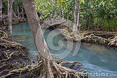 Emerald-green water and tree roots of peat swamp, Tha Pom canal, Krabi, Thailand Stock Photo