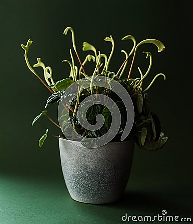 Emerald ripple peperomia Stock Photo