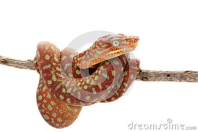 Emerald tree boa Stock Photo