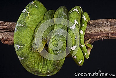 Emerald Tree Boa Stock Photo