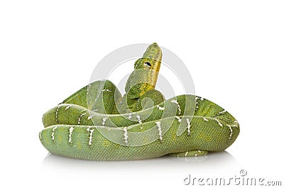 Emerald Tree Boa - Corallus caninus Stock Photo