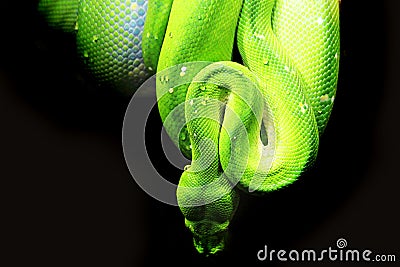 emerald tree boa (Corallus caninus) as nice green snake Stock Photo
