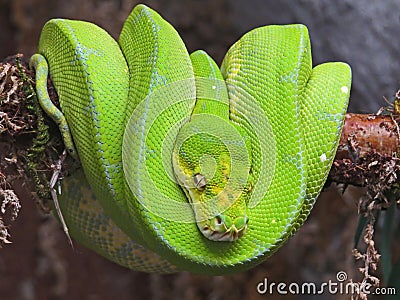 Emerald Tree Boa from South America. Exotic snake wrapped in a ball Stock Photo