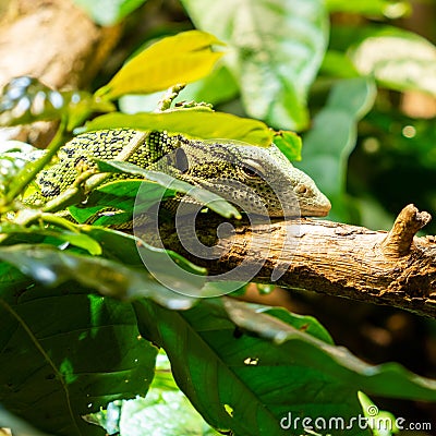 The emerald monitor lizard or green monitor lizard is a small to medium sized arboreal lizard. Stock Photo