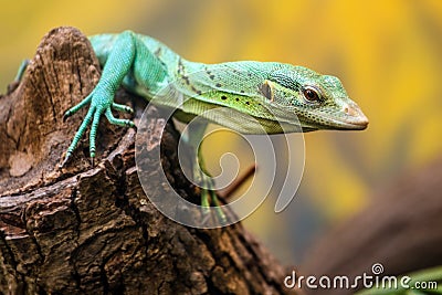 Emerald Tree Monitor, Varanus prasinus, climbing on tree Stock Photo