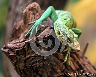 Emerald Tree Monitor, Varanus prasinus, climbing on tree Stock Photo