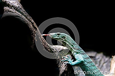 Emerald tree monitor, Varanus prasinus closeup Stock Photo