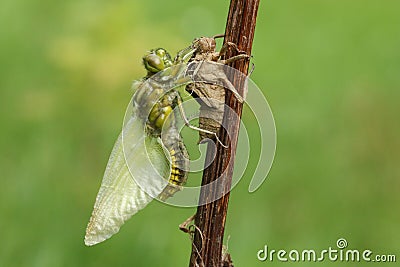 An emerged Broad bodied Chaser Dragonfly Libellula depressa. Stock Photo