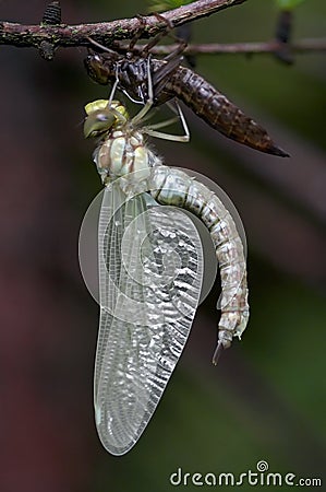 Emergence of dragon fly Stock Photo