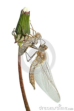 Emergence of dragonfly Stock Photo