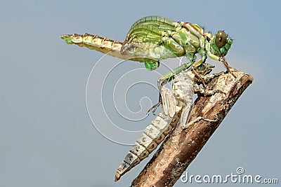 Emergence of Gomphus flavipes, River Clubtail dragonfly Stock Photo