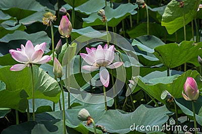 Emergent flowers in the sun Stock Photo