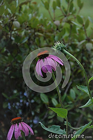 Emergent purple cone flower Stock Photo