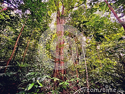 Emergent tree in tropical rainforest Stock Photo