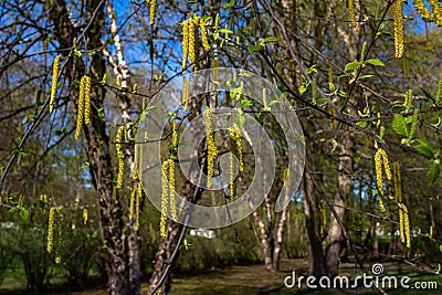 Emerging bright yellow catkins on a river birch tree Stock Photo