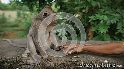 monkey strong together monkey strong together