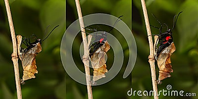 Emerging and metamorphosis of tropical Golden birdwing butterf Stock Photo