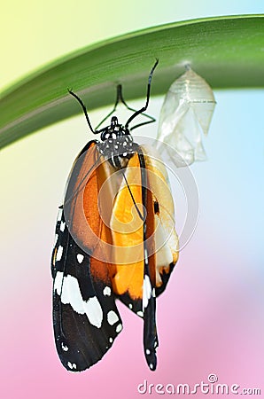 Emerging Plain Tiger Butterfly Stock Photo