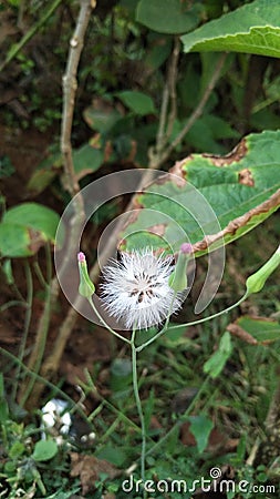 Emilia Sonchifolia, lilac tasselflower or Cupid\'s shaving brush is tropical flower Stock Photo