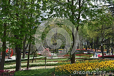 Emirgan Park in Istanbul, colorful tulips in Emirgan Park Stock Photo