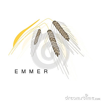Emmer Ear, Infographic Illustration With Realistic Cereal Crop Plant And Its Name Vector Illustration