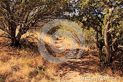 Emory Peak Trail Stock Photo