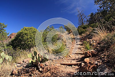 Emory Peak Trail Stock Photo