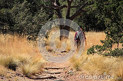 Emory Peak Trail Editorial Stock Photo