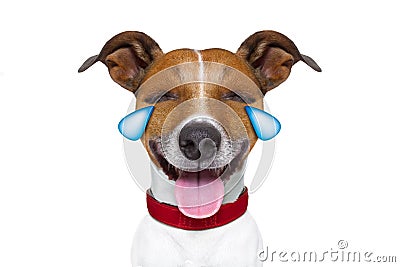 Emoticon or Emoji dumb crying laughing dog Stock Photo