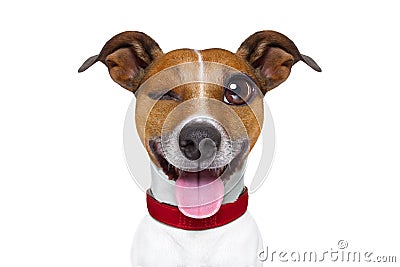 Emoticon or Emoji dumb silly dog Stock Photo