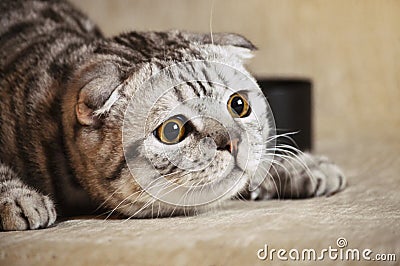 Emotion cat lying on the sofa Stock Photo