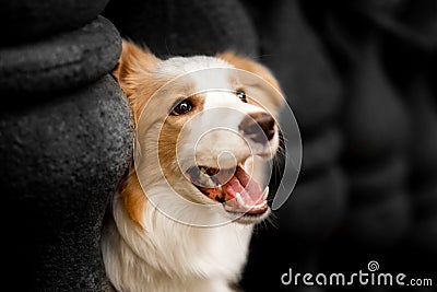 Emotion photo down red border collie with columns Stock Photo