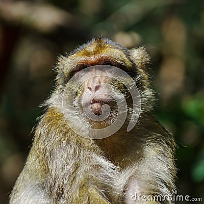 Emotional close-up portrait of mocaco monkey Stock Photo