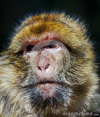 Emotional close-up portrait of mocaco monkey Stock Photo